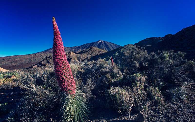Ruta Teide 360°